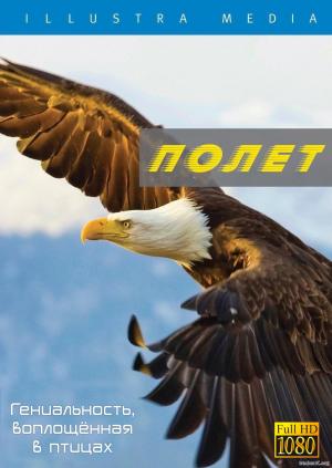 Полёт  гениальность, воплощённая в птицах